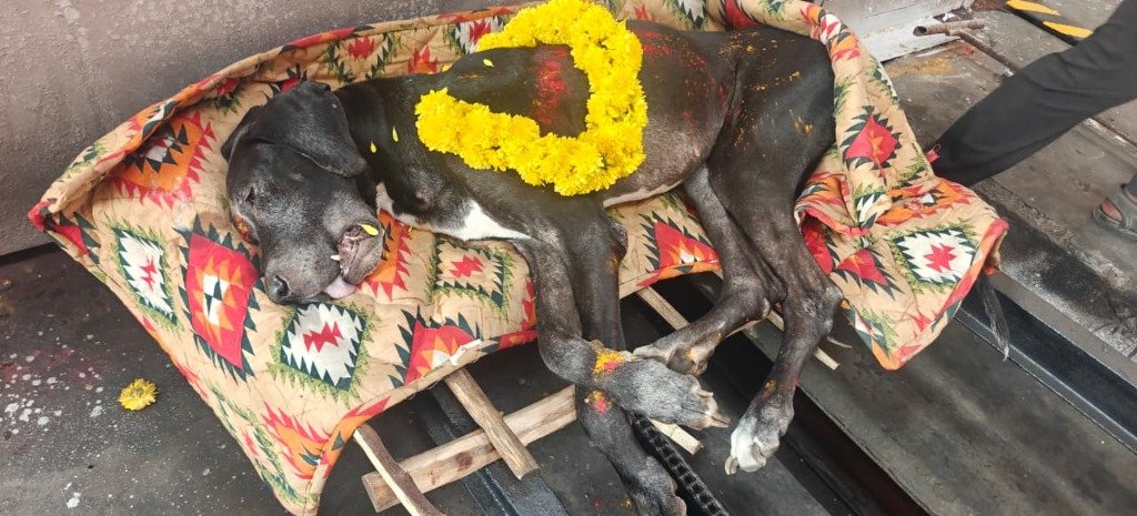 Pet funeral team preparing a respectful farewell in Yelahanka